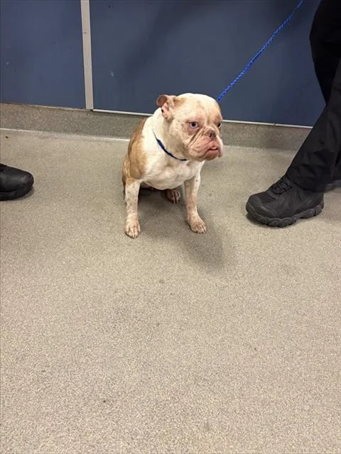 A young medium-sized female American Bulldog dog named Tiny for adoption in Miami, FL