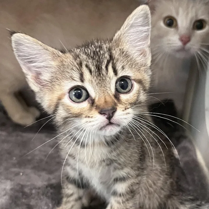 A baby small-sized female Brown / Chocolate Domestic Short Hair cat named Fuchsia for adoption in Washburn, MO