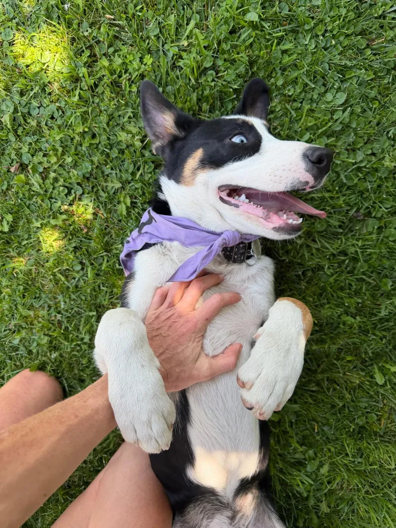 A baby medium-sized male Tricolor (Brown, Black, & White) Husky dog named Zephyr for adoption in Los Angeles, CA