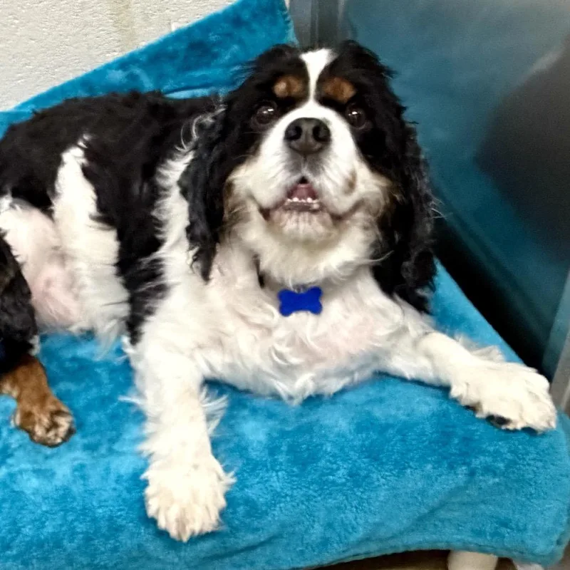 An adult medium-sized male Black Cavalier King Charles Spaniel dog named Kobe for adoption in Middleburg Heights , OH