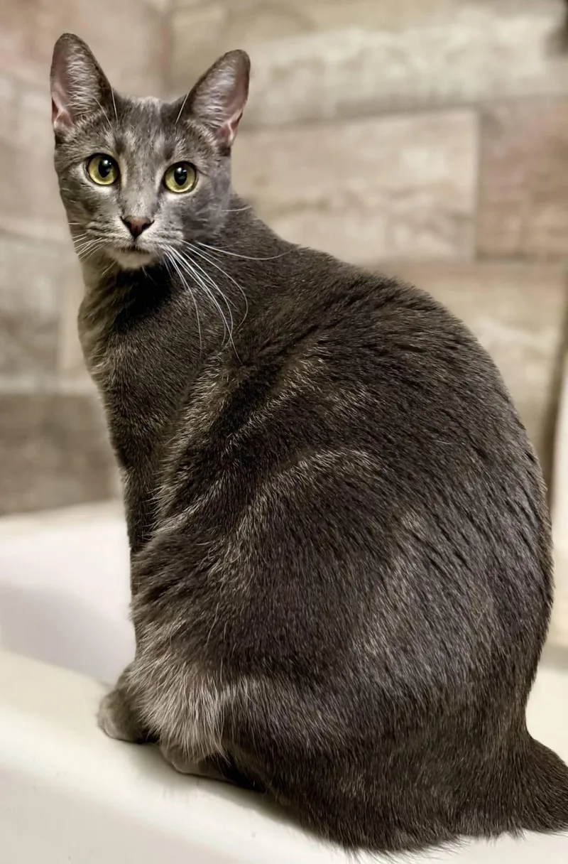 An adult medium-sized male Tabby (Tiger Striped) Domestic Short Hair cat named Artistico “artie” for adoption in Fort Worth, TX