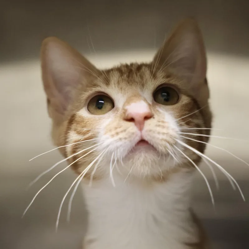 A baby small-sized female Orange / Red Domestic Short Hair cat named Bullwinkle for adoption in Briarcliff Manor, NY