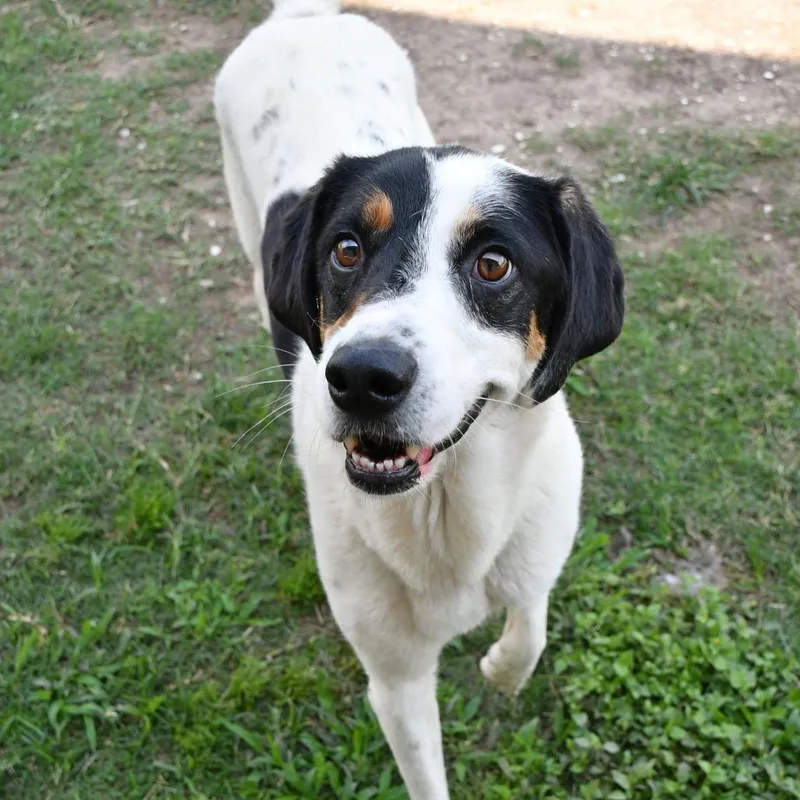 An adult medium-sized male White / Cream Australian Shepherd dog named Douglas for adoption in Beaumont, TX