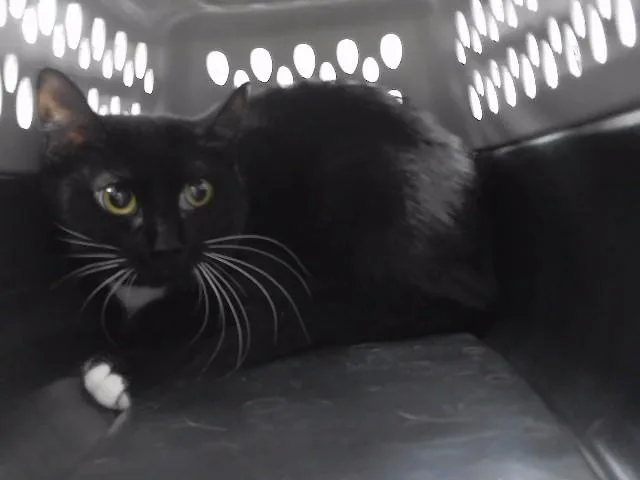 A young large-sized female Domestic Short Hair cat named Gail for adoption in Omaha, NE