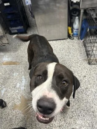 An adult large-sized male Mixed Breed dog named Tupac for adoption in West Chester, PA