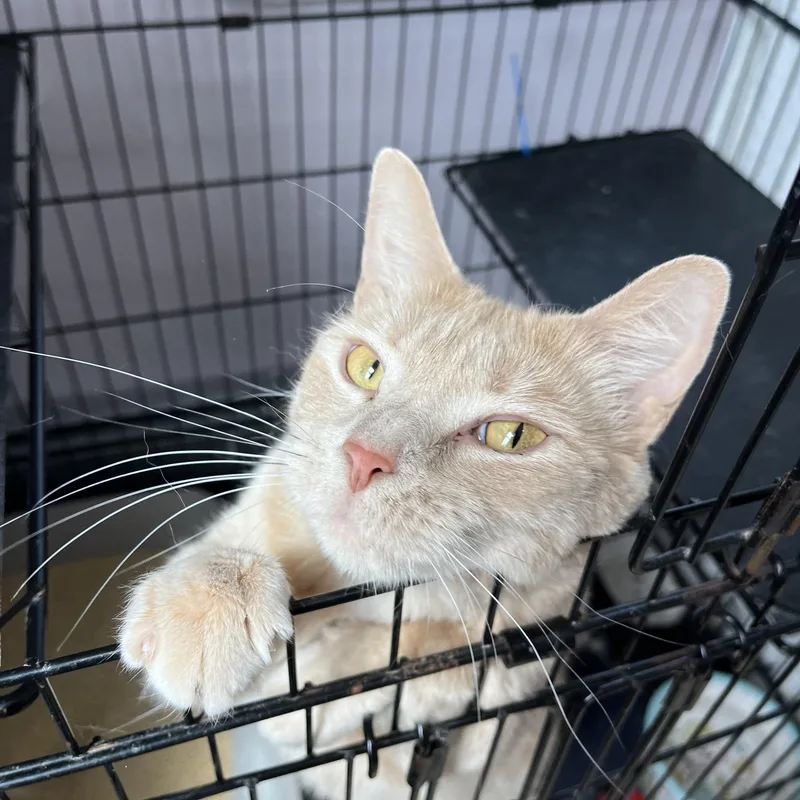 An adult medium-sized female Buff & White Domestic Short Hair cat named Veranda for adoption in Salisbury, MA