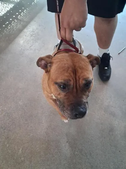 A senior large-sized male Mixed Breed dog named Mater for adoption in West Chester, PA