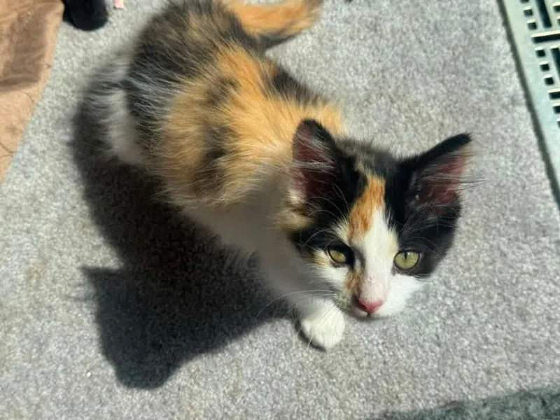 Hera