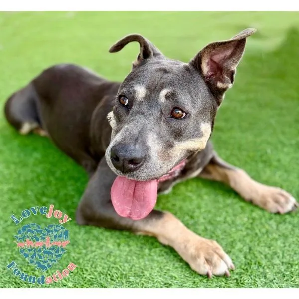An adult medium-sized male Gray / Blue / Silver Pit Bull Terrier dog named Jeffrey COH for adoption in Inglewood, CA
