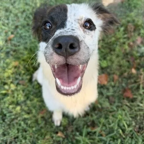 A young medium-sized female Border Collie dog named Dolly for adoption in Corsicana, TX