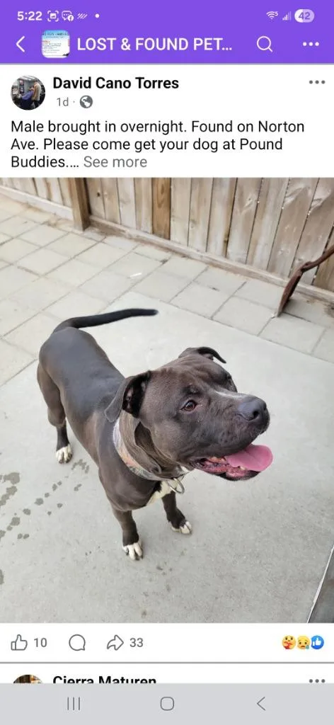 A young medium-sized male Mixed Breed dog named Otter for adoption in Muskegon, MI