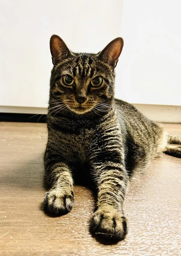 A senior small-sized female Domestic Short Hair cat named Zoey for adoption in Austin, TX