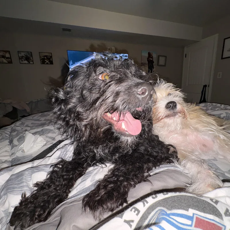 A young small-sized female Miniature Poodle dog named Dolly Pawton for adoption in Denver, CO