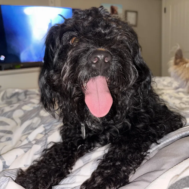 Dolly Pawton thumbnail 5