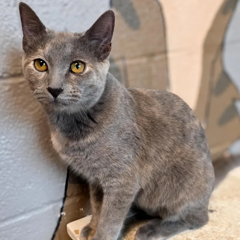 A young small-sized female Domestic Short Hair cat named Opal for adoption in Gainesville, TX