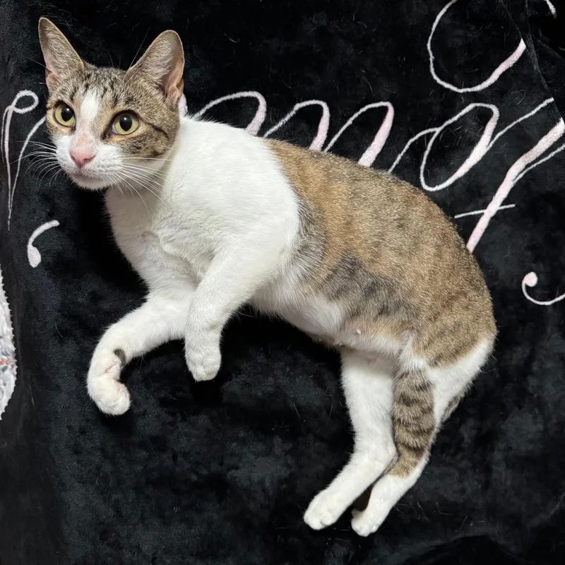 An adult medium-sized female Gray & White Tabby cat named Charli XCX for adoption in Pearland, TX