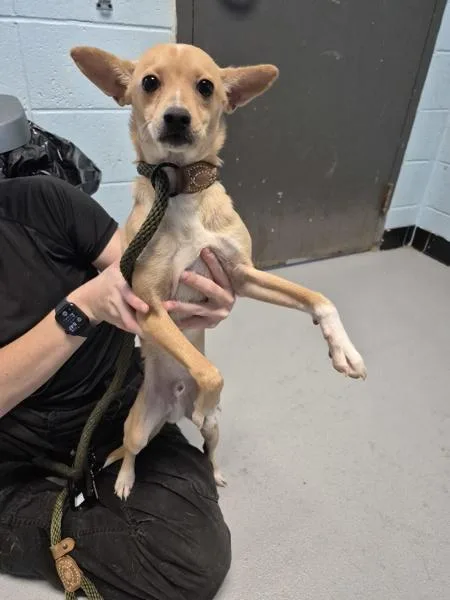 A young small-sized female Chihuahua dog named Pen for adoption in Lawrenceville, GA