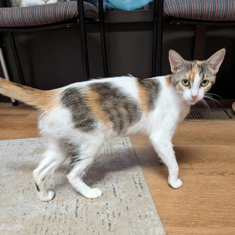 An adult medium-sized female Calico Domestic Medium Hair cat named Vanna for adoption in Springfield, IL
