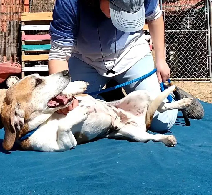 A senior small-sized female Beagle dog named Jack & Sofee for adoption in Apple Valley, CA