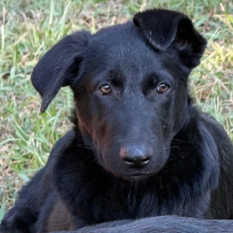 A young medium-sized male German Shepherd Dog dog named Mercury for adoption in Jacksonville, AR
