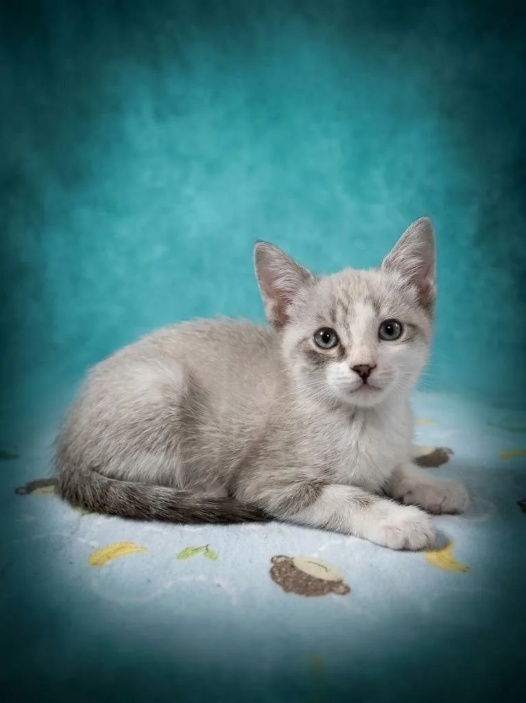 A baby medium-sized male Siamese cat named Casper for adoption in San Pedro, CA