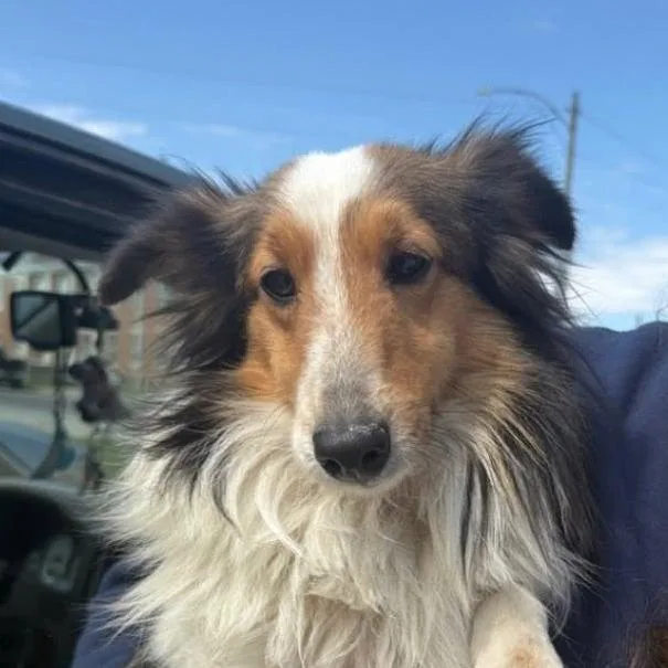 An adult small-sized male Gray / Blue / Silver Shetland Sheepdog / Sheltie dog named Maverick for adoption in Normal, IL