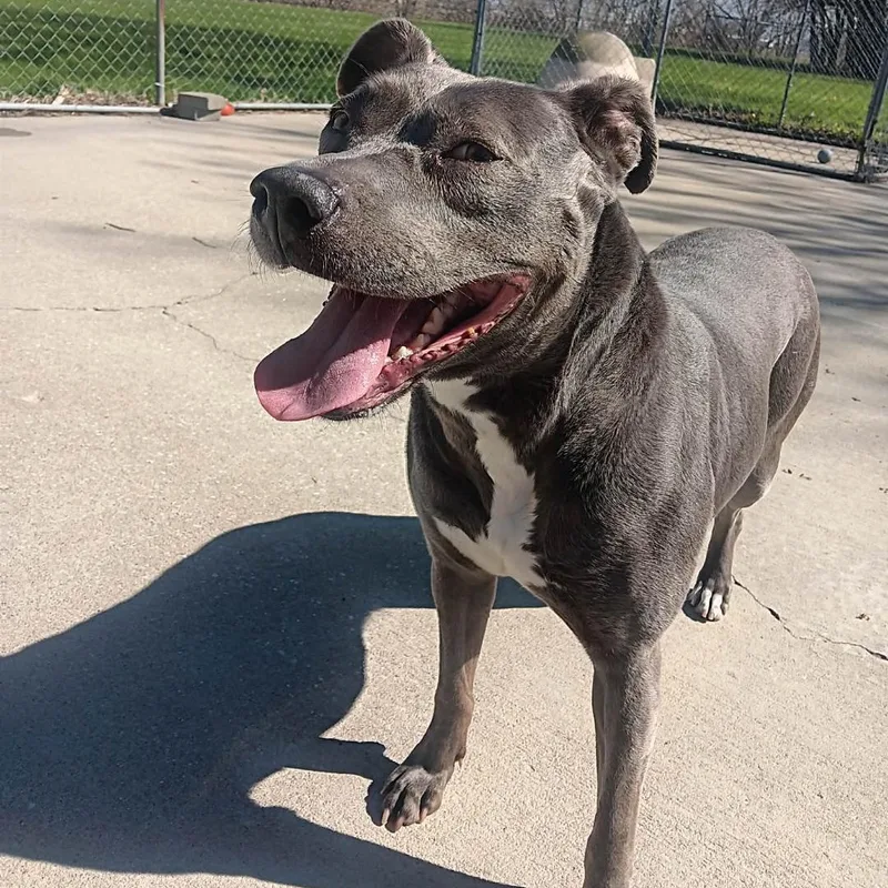 A young medium-sized female Pit Bull Terrier dog named Bette Davis So Sweet for adoption in Seymour, IN