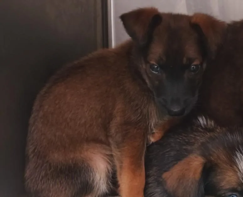 A baby small-sized female German Shepherd Dog dog named A for adoption in Los Angeles, CA