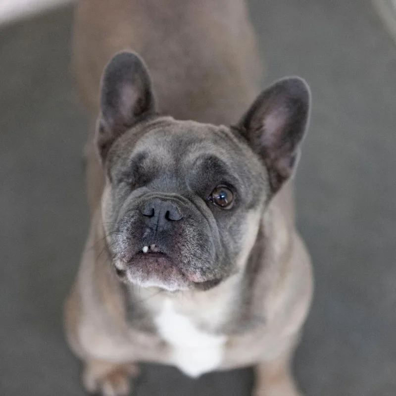 An adult small-sized female French Bulldog dog named Misty for adoption in Peyton, CO