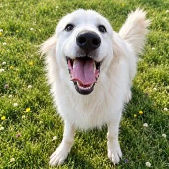 An adult large-sized female Great Pyrenees dog named CT Kaley for adoption in Stormville, NY