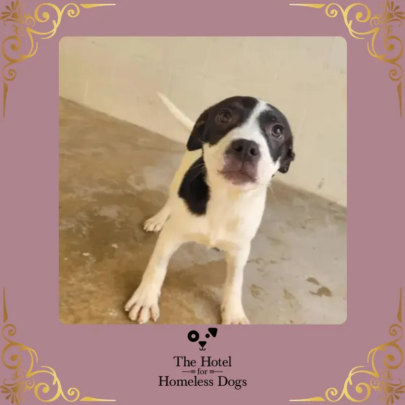 A baby medium-sized female Black American Staffordshire Terrier dog named Ricochet for adoption in Cumberland, RI