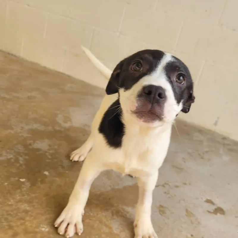 Ricochet thumbnail 2