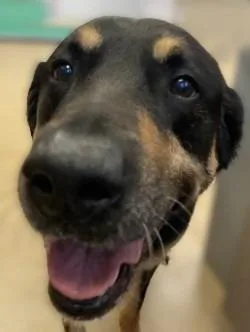 An adult medium-sized male Rottweiler dog named Boo for adoption in Brenham, TX