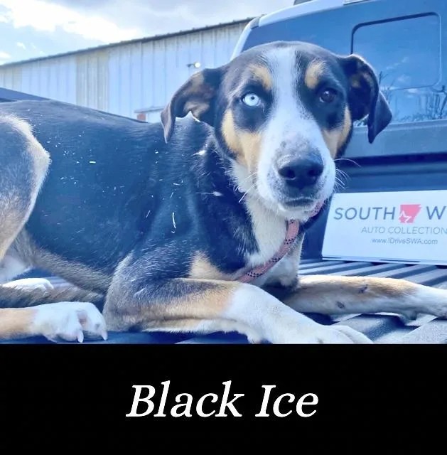 Black Ice