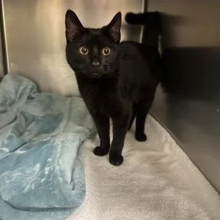 A young medium-sized male Black Domestic Short Hair cat named Teddy Bear for adoption in Oyster Bay, NY