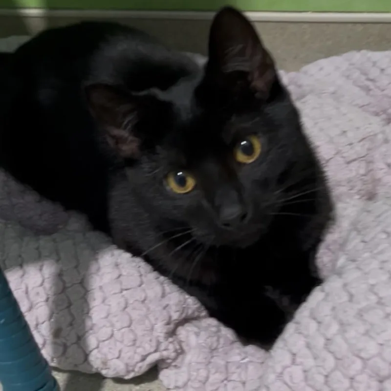 Teddy Bear thumbnail 2