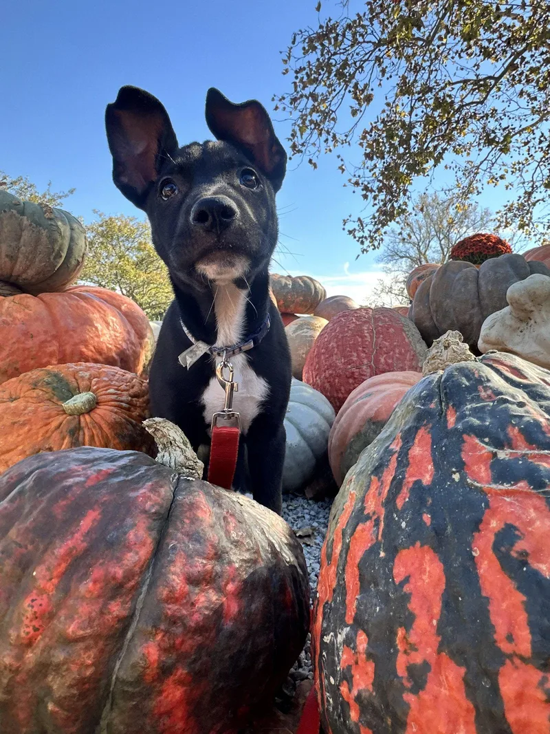 A baby medium-sized male Pit Bull Terrier dog named Martin for adoption in Germantown, OH