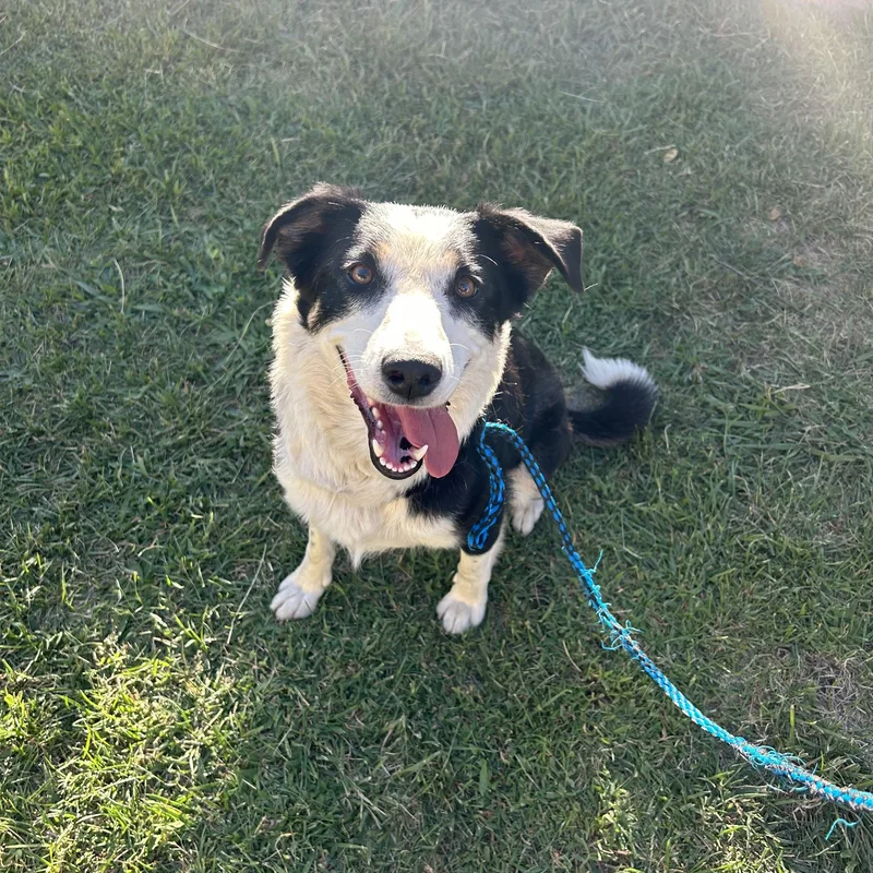 An adult medium-sized female Black Border Collie dog named Annie Oakley for adoption in Sonora, CA