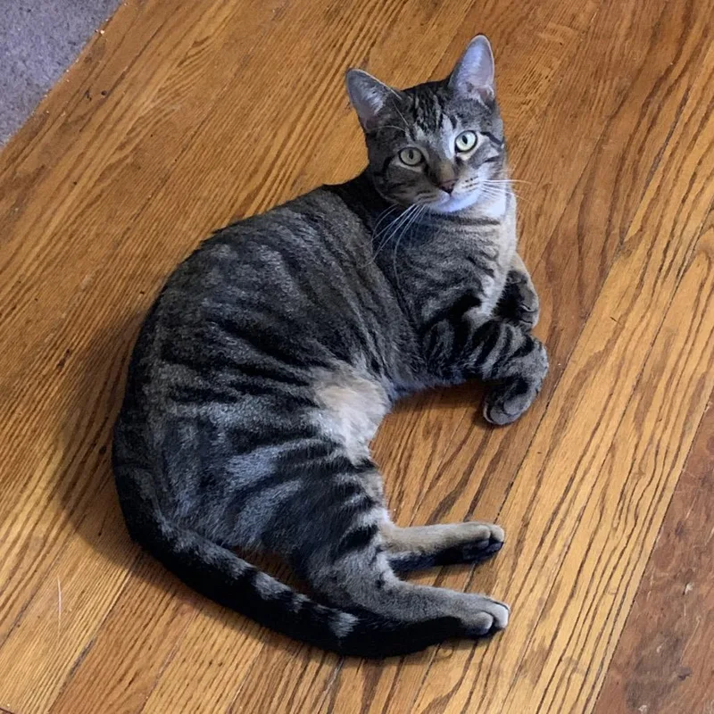 Daffy Duck thumbnail 2