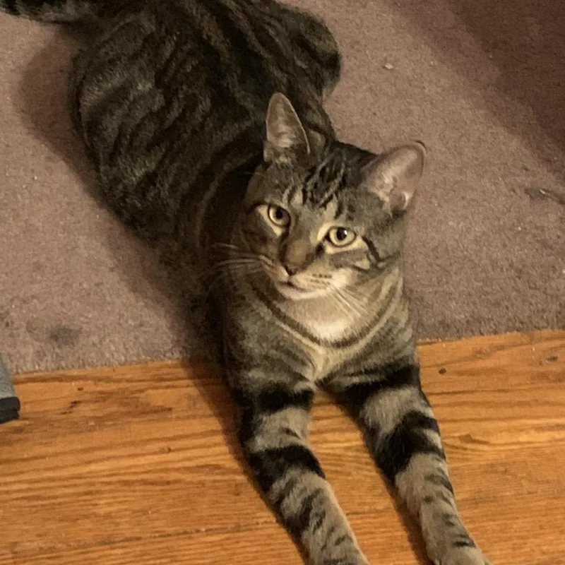 Daffy Duck thumbnail 3