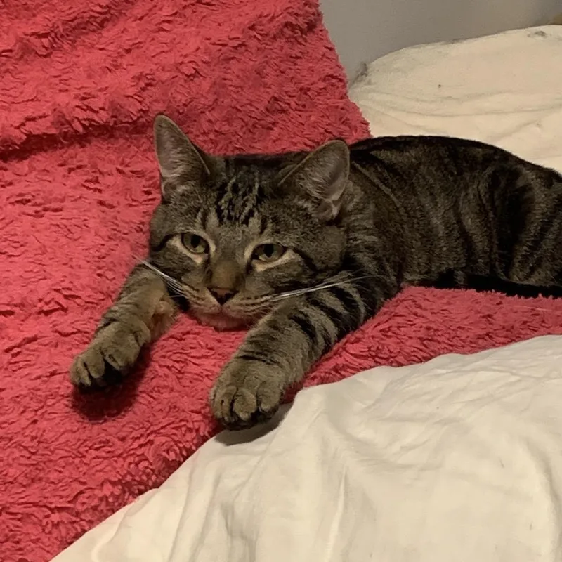 Daffy Duck thumbnail 4