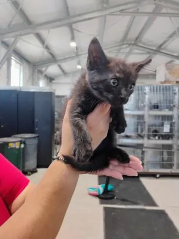 A baby small-sized male Domestic Short Hair cat named Spinach for adoption in San Bernardino, CA