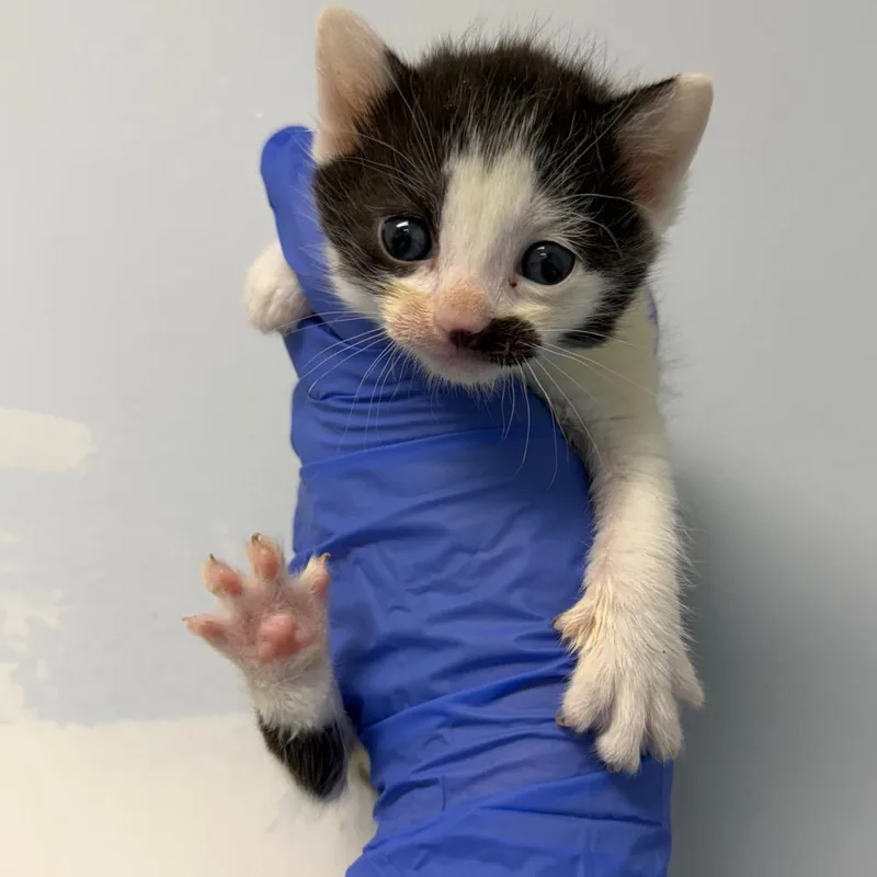 A baby small-sized male Black Domestic Short Hair cat named Shredded Cheese for adoption in Philadelphia, PA