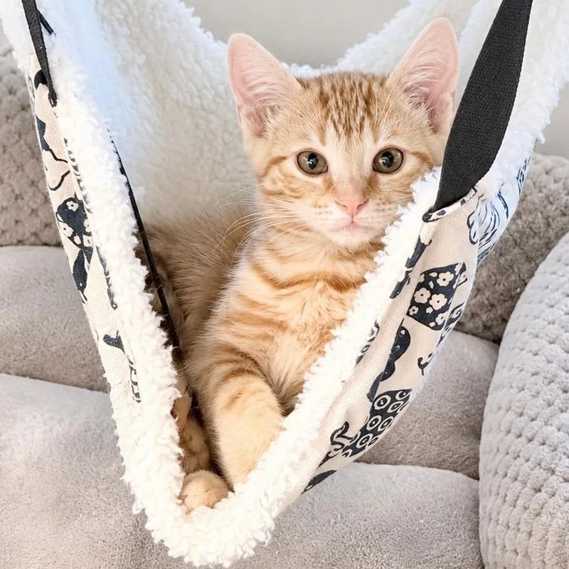 A baby medium-sized female Tabby (Orange / Red) Domestic Short Hair cat named Nacho for adoption in Beaufort, SC