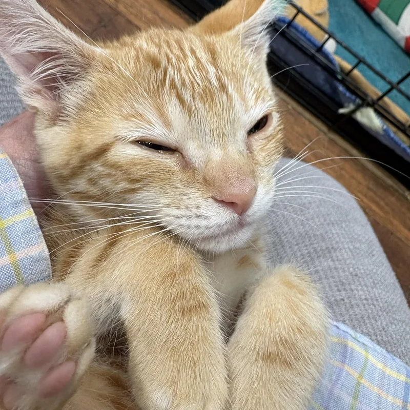 Nacho thumbnail 3