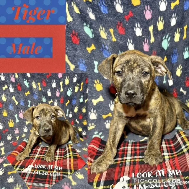 A baby medium-sized male Catahoula Leopard Dog dog named Tiger for adoption in Manchester, CT