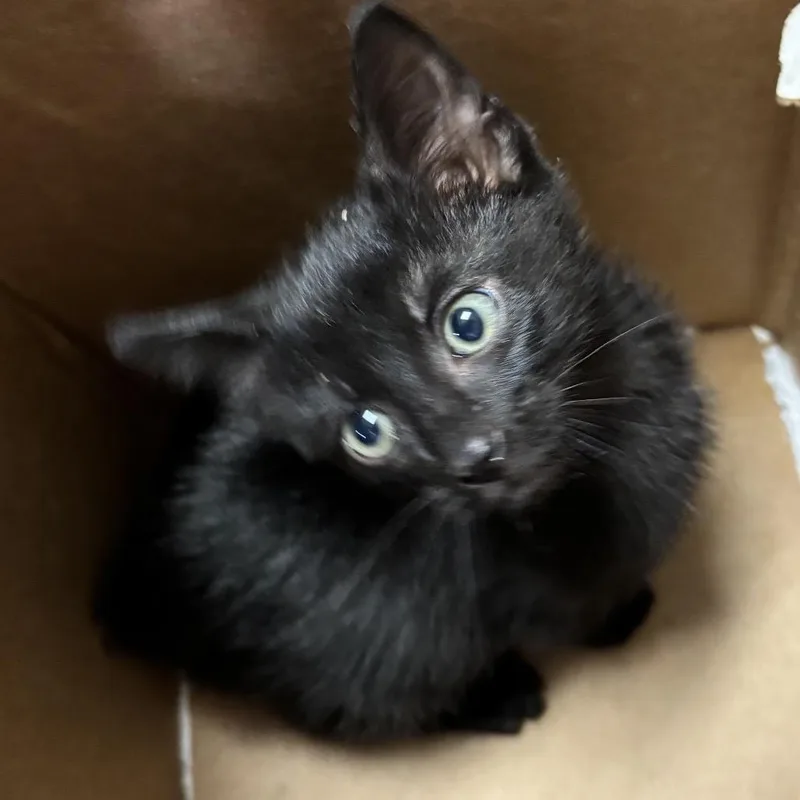 A baby small-sized male Black Domestic Short Hair cat named Damon for adoption in Houston, TX