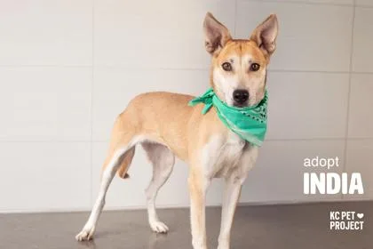 An adult medium-sized female Yellow / Tan / Blond / Fawn Mixed Breed dog named India for adoption in Kansas City, MO