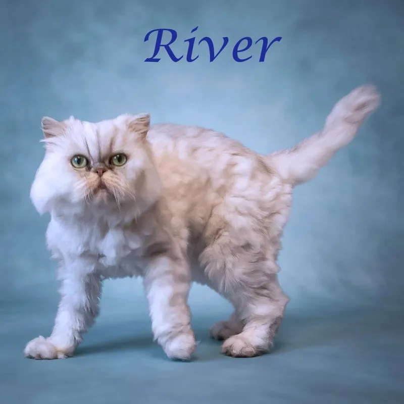 An adult medium-sized male Gray / Blue / Silver Persian cat named River C for adoption in Lebanon, TN