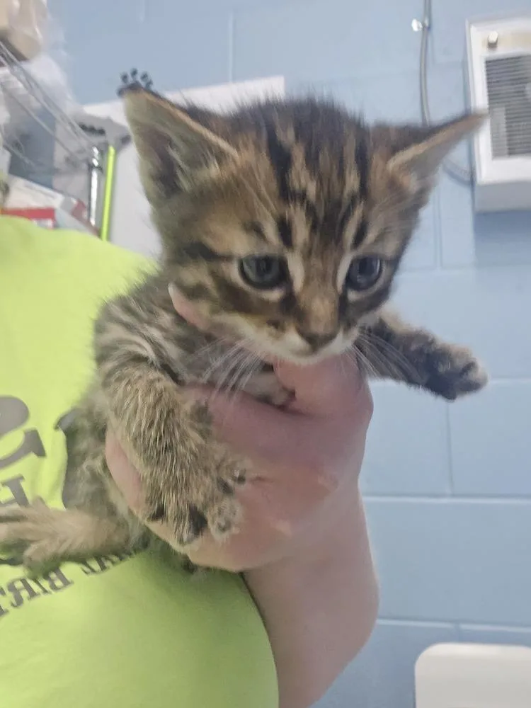 A baby small-sized male Tabby (Brown / Chocolate) Domestic Short Hair cat named Crane for adoption in Evansville, IN